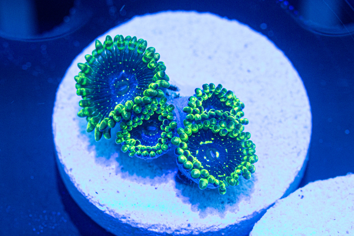 Exosphere Zoas