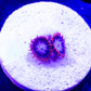 Fire and Ice Zoas