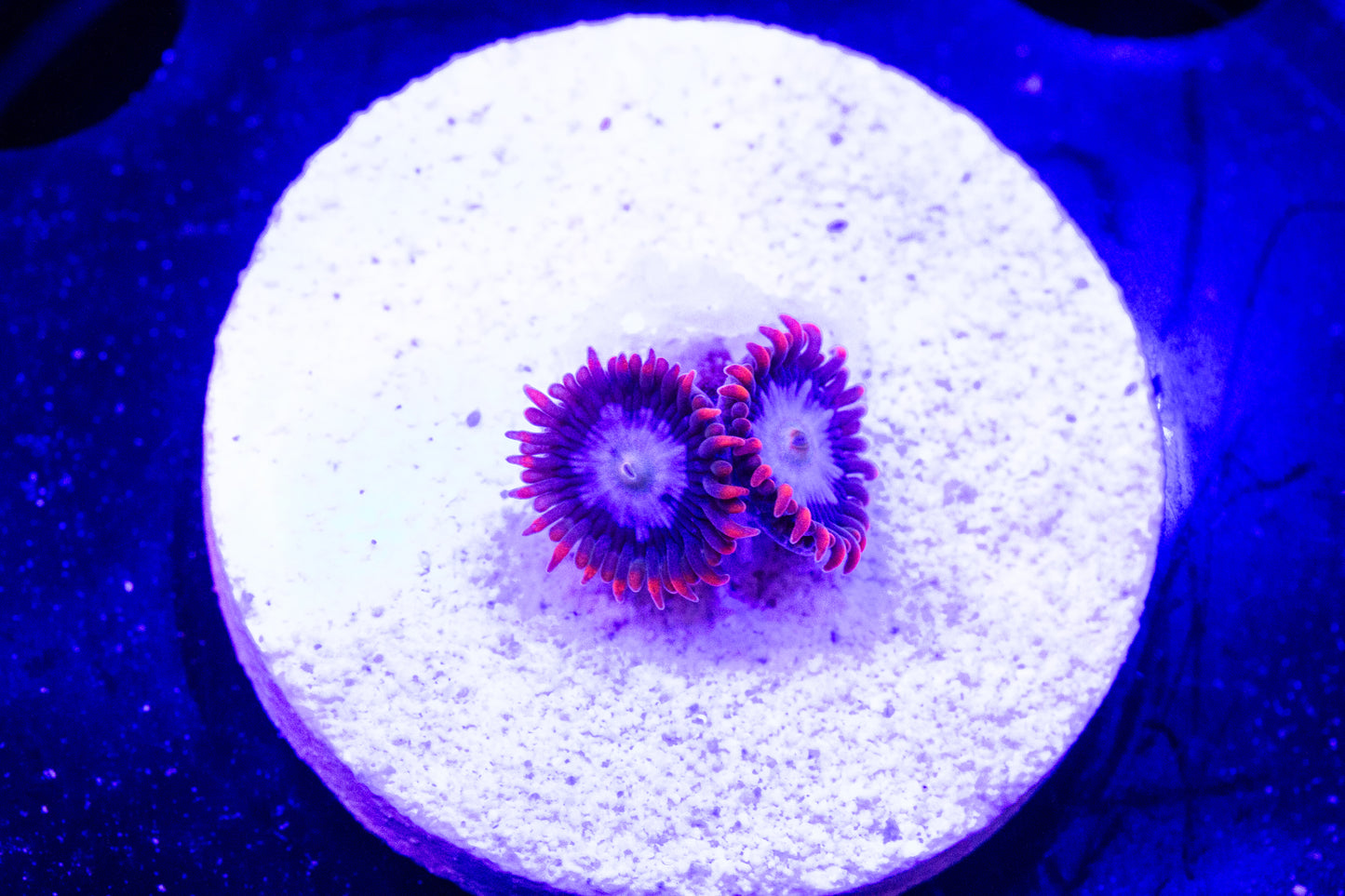 Fire and Ice Zoanthid
