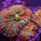 WWC Forest Fire Mushroom