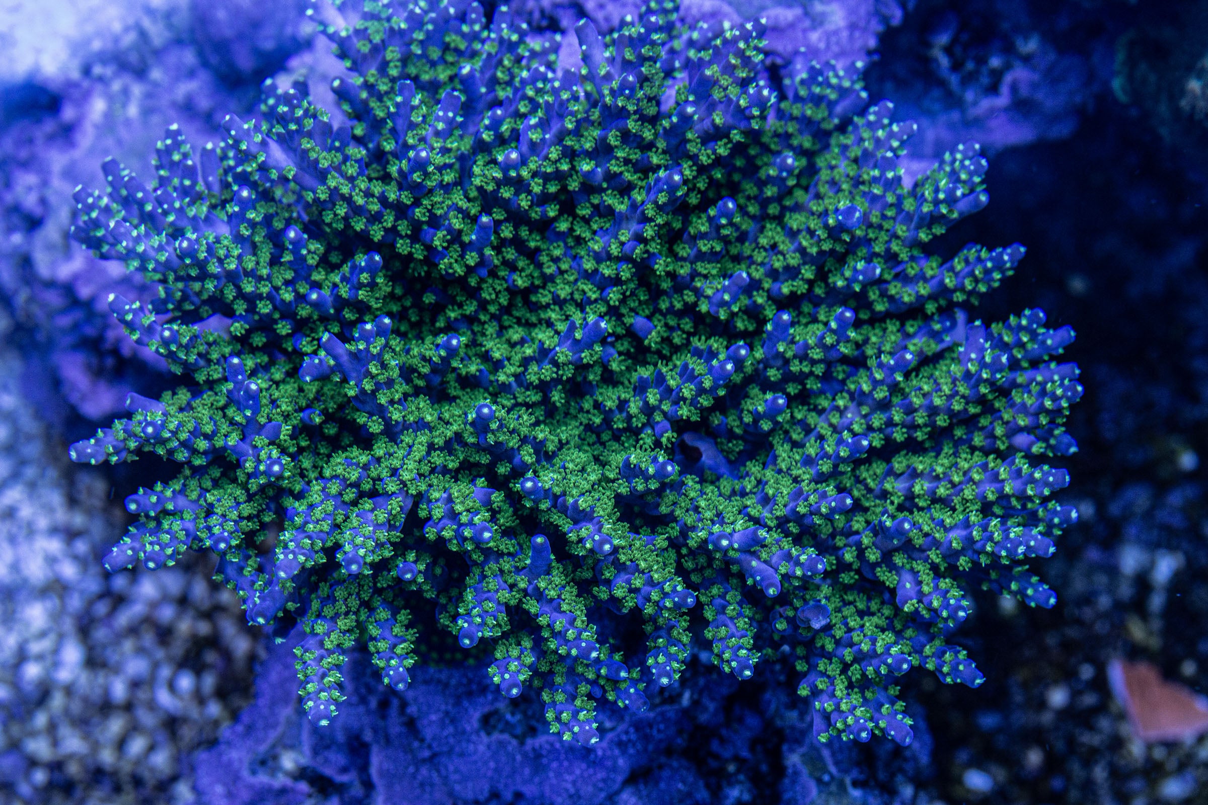 Garf Bonsai Acropora – Reefeco