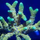 Goldenrod Anacropora