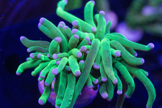 Cotton Candy Torch (Branching)