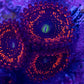 Illuminati Zoas