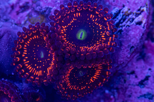 Illuminati Zoas