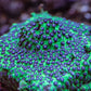 Joker Cyphastrea