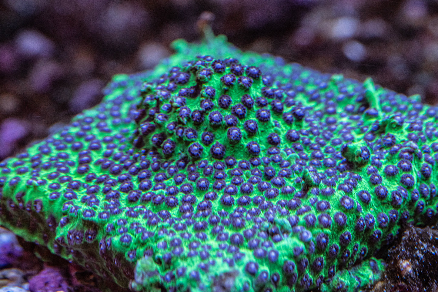Joker Cyphastrea