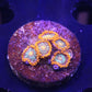 Mango Fusion Zoas