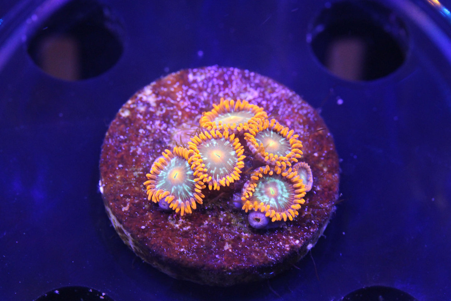 Mango Fusion Zoas