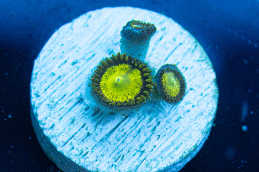 King Midas Zoas