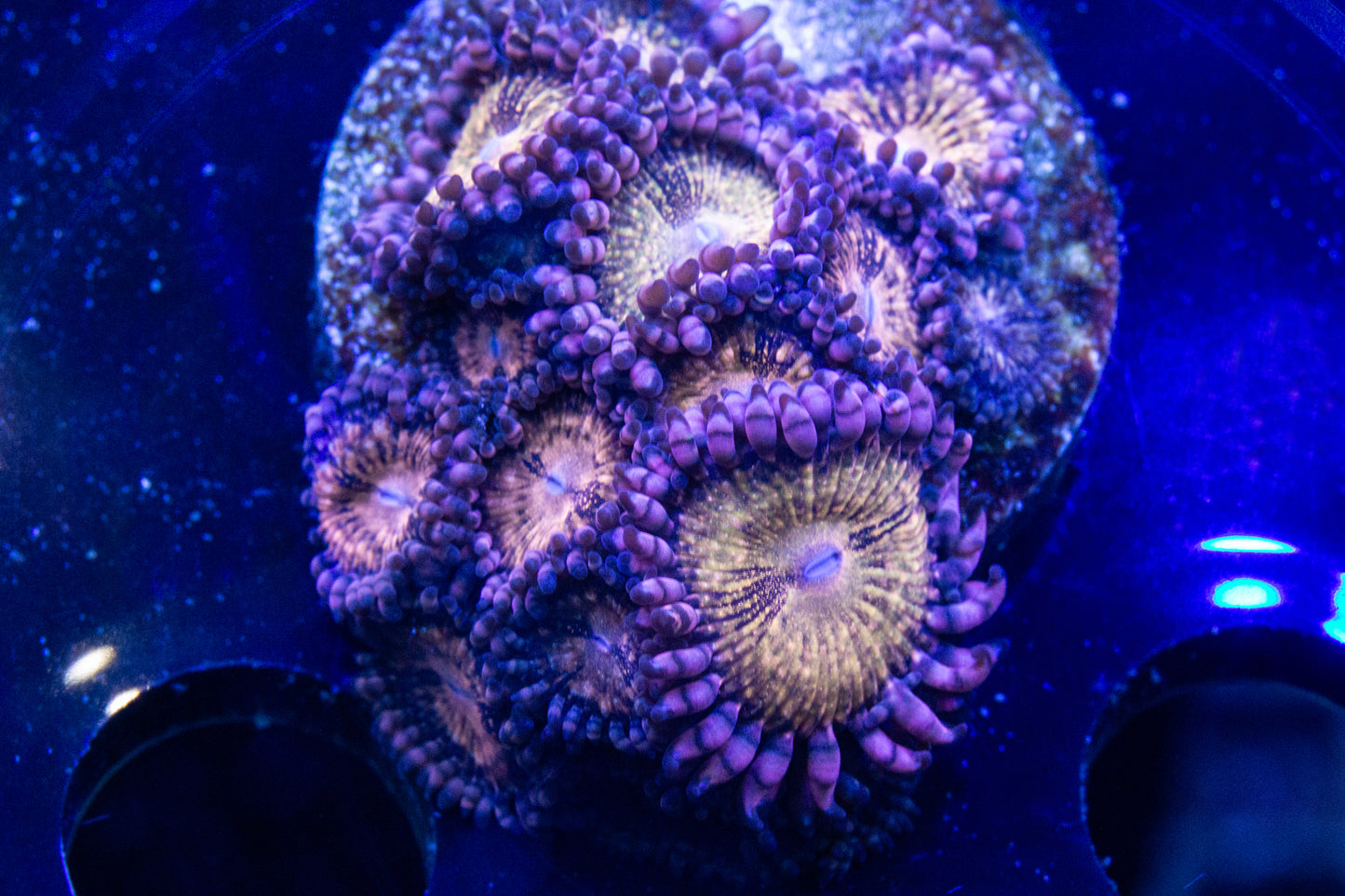 JF Mohican Sun Zoanthid