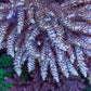 Moonlight Vampire Acropora