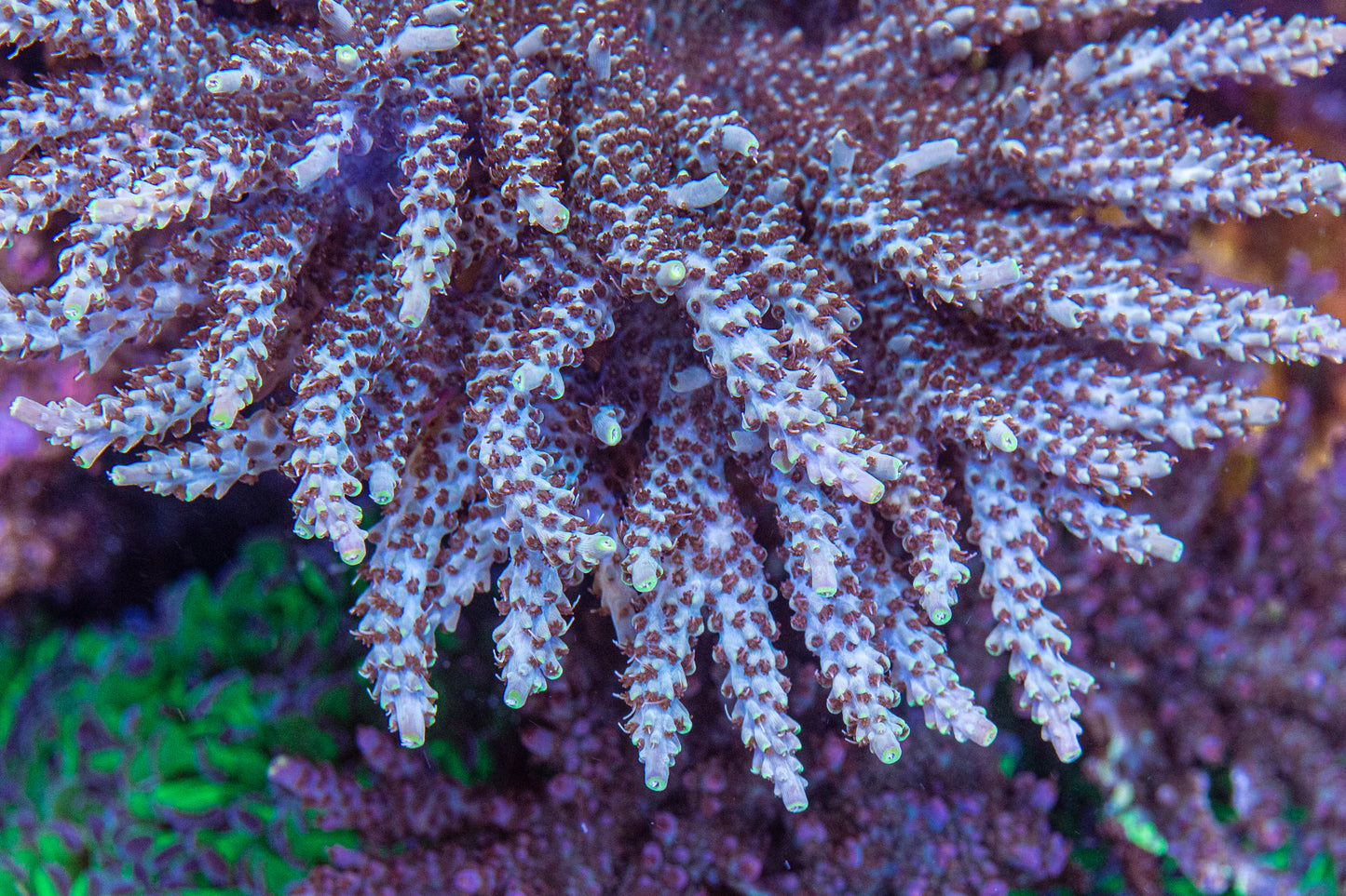 Moonlight Vampire Acropora