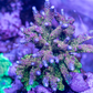 Jester's Muse Acropora