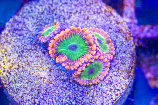 Electric Oompa Loompa Zoa