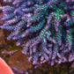 Miami Orchid Acropora