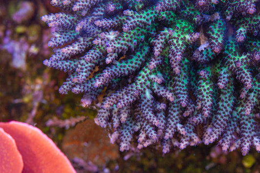 Miami Orchid Acropora