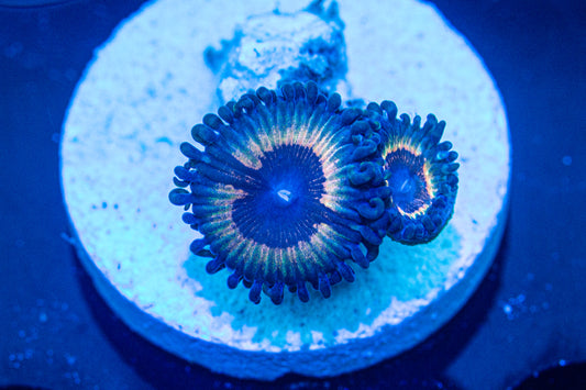 Sonic Flare Zoas