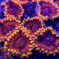 Speckled Krakatoa Zoa