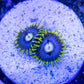Avatar Zoa