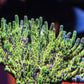 Toxic Avenger Acropora