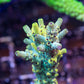 Toxic Avenger Acropora
