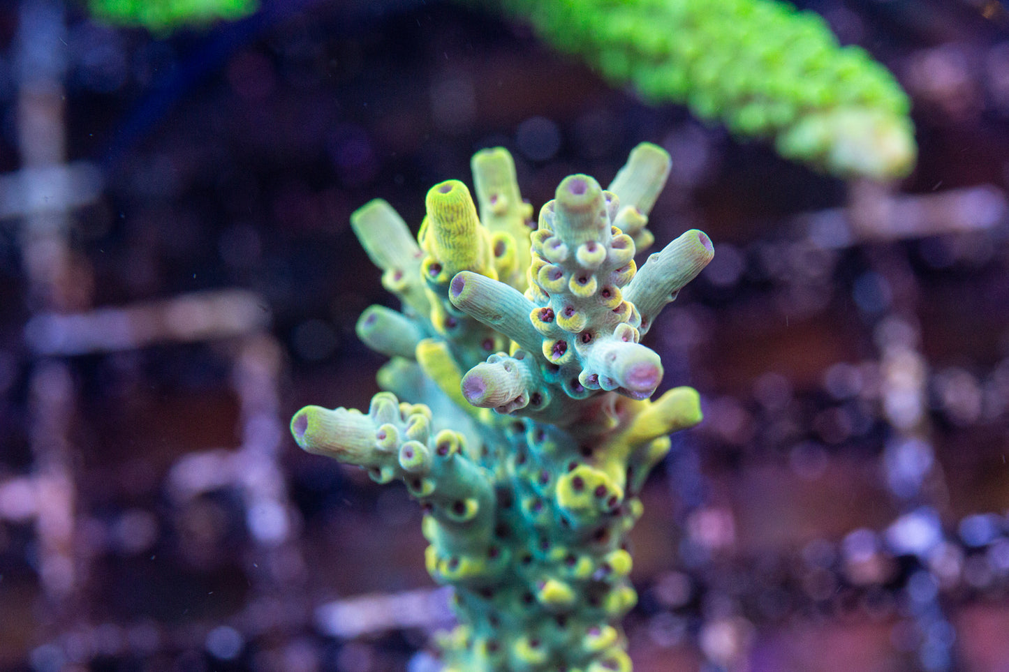 Toxic Avenger Acropora