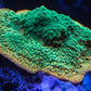 JF Beach Bum Montipora