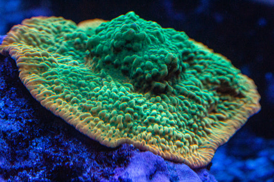 JF Beach Bum Montipora