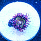 Buttkisser Zoanthids