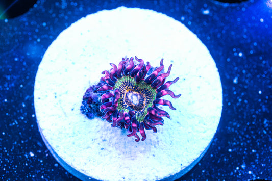 Buttkisser Zoanthids