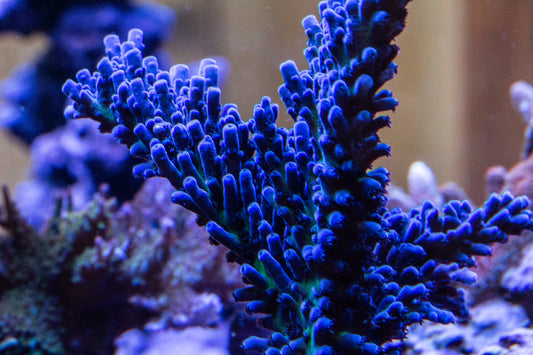 Cali Tort Acropora