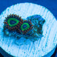 Emeralds on Fire Zoas