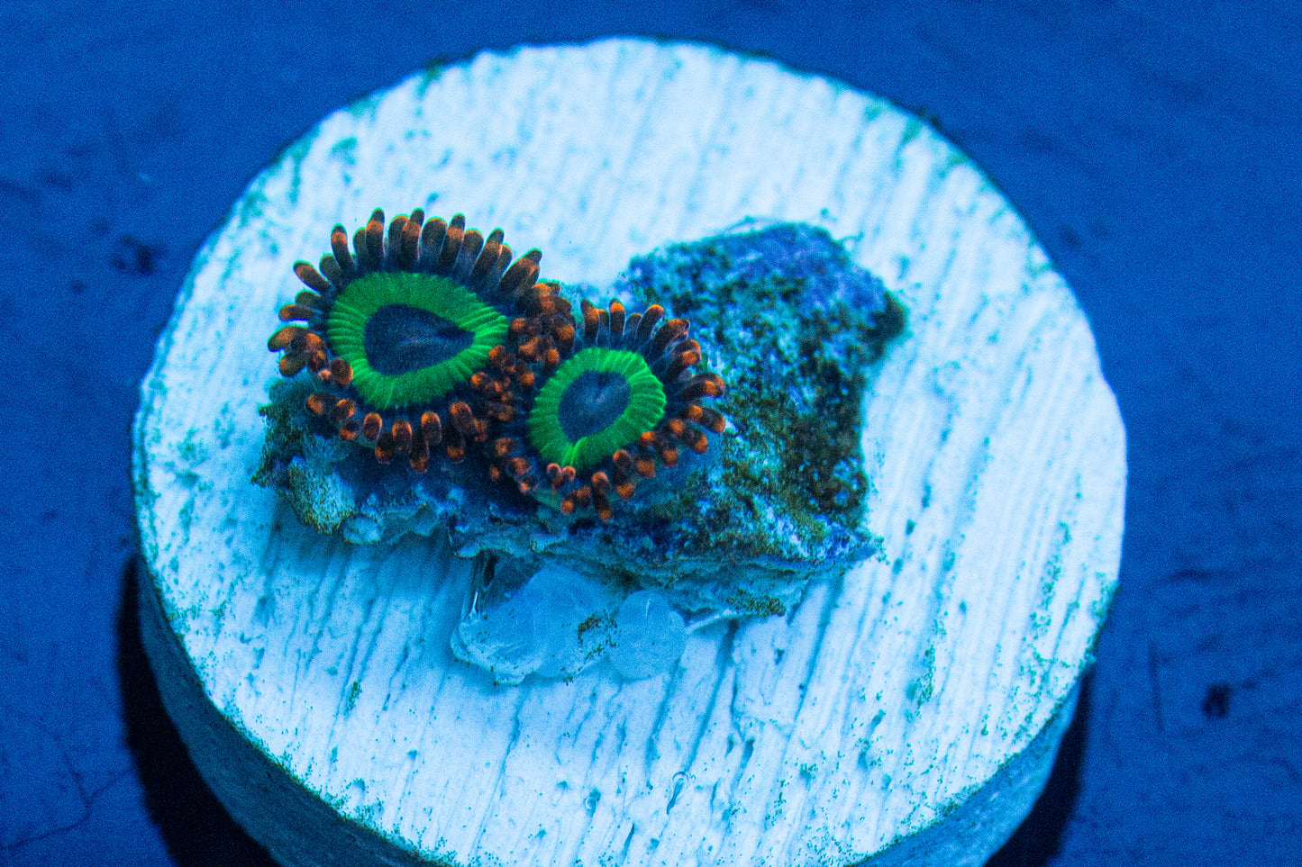 Emeralds on Fire Zoas