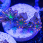 Fireworks Clove Polyps