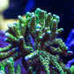 Goldenrod Anacropora