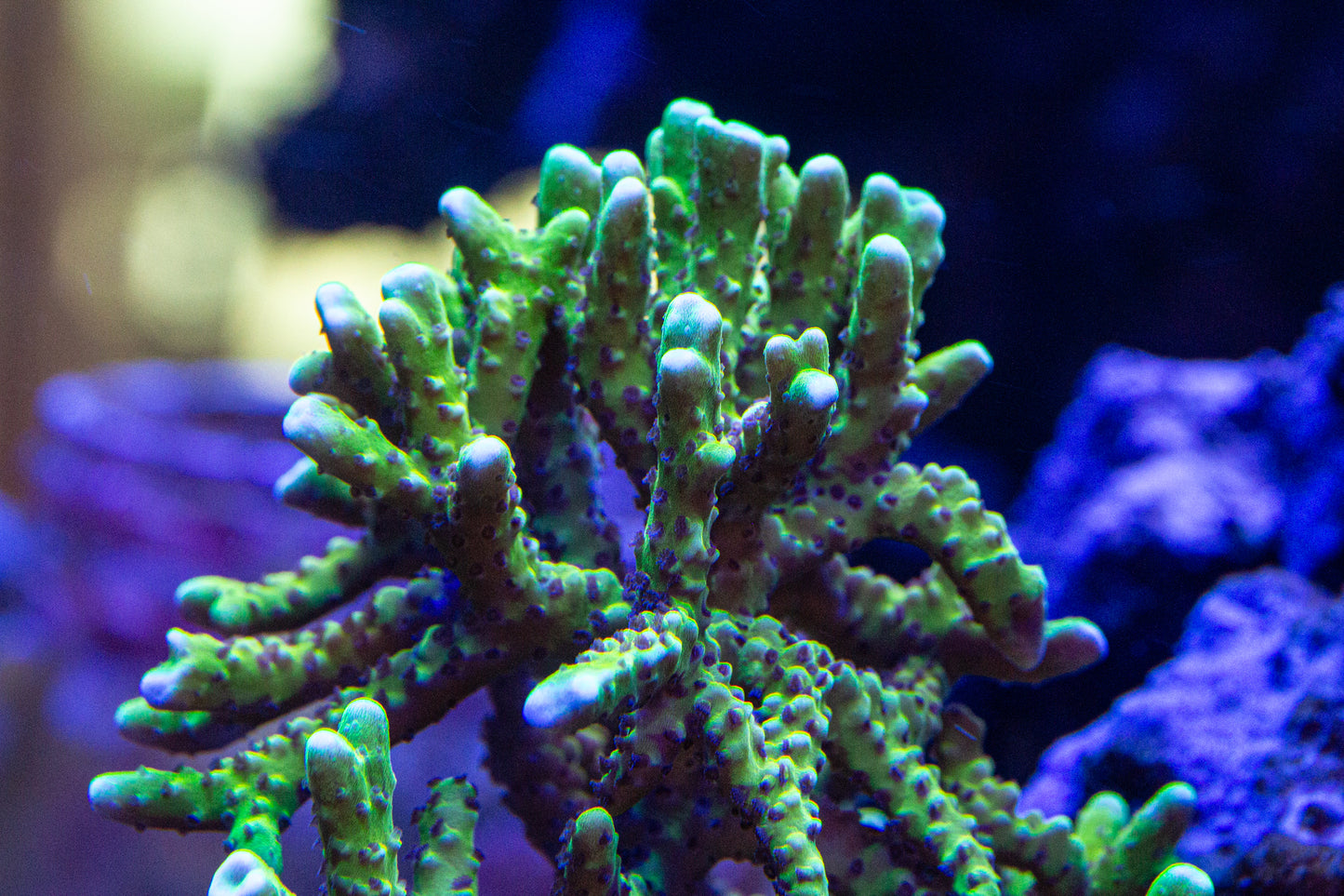 Goldenrod Anacropora