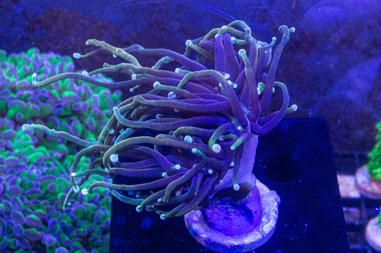 Dragon Soul Torch (Branching)