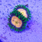 Laser Lemon Zoa
