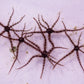 Mini Brittle Stars