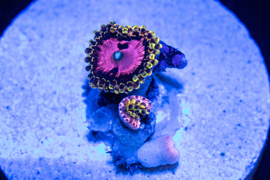 WWC Pink Diamond Zoas