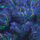 Fireworks Clove Polyps