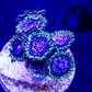 WWC Purple Monster Zoanthid