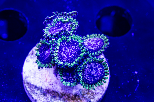 WWC Purple Monster Zoas