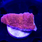 Red Montipora Capricornus