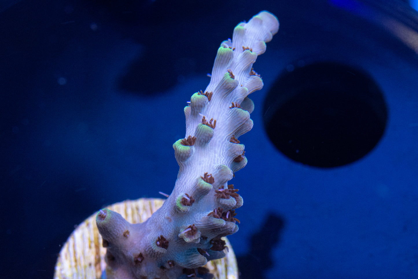 Moonlight Vampire Acropora