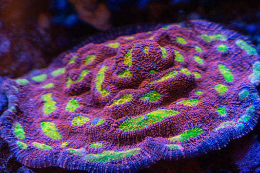 CB Pink Boobies Chalice