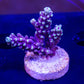 Wild Fire Acropora