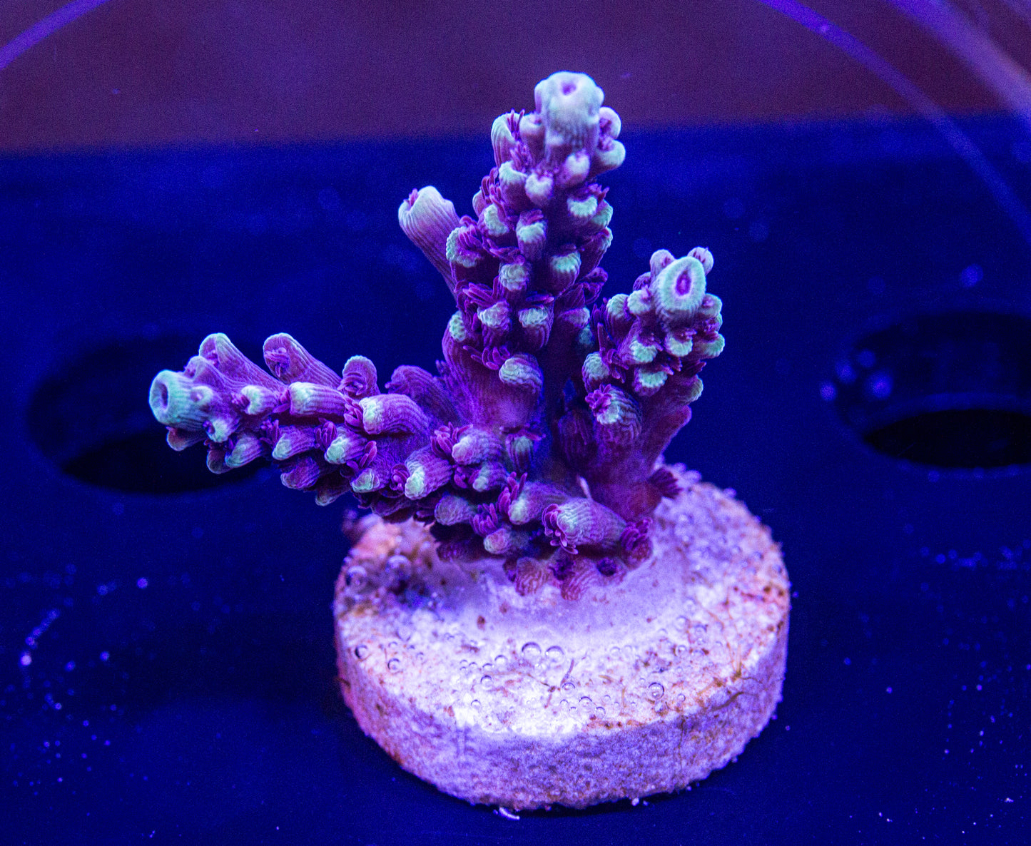 Wild Fire Acropora