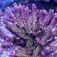 Wild Fire Acropora